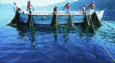 GT2: Peces pelágicos (BFT / SWO) - 2014