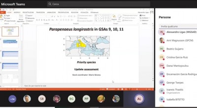 GFCM WGs on Stock Assessments Demersals (WGSAD) and small pelagics (WGSASP)